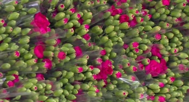 Dünyanın çiçeği Türkiye'den