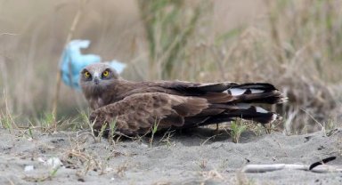 'Yırtıcı kuşlar tehdit altında'
