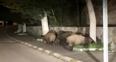 Aç kalan domuzlar şehre indi