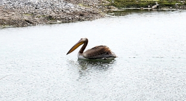 Kemer'de Ak pelikan görüldü 