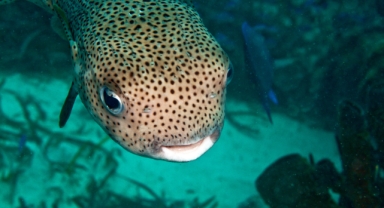 Balon balıkları için Nisan ayı uyarısı; Ne hamsi, ne istavrit kalacak