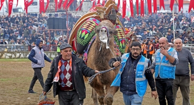 Deve güreşleri geleneği sürdürülüyor