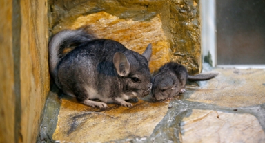 Yavru Çinçilya parkın maskotu