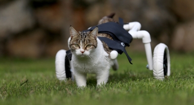 Felçli kedi yürüteç sayesinde artık özgür