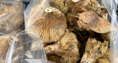 Kanlıca mantarı geçim kaynağı 