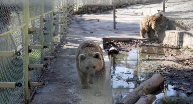Kış gelmeyince ayılar strese girdi