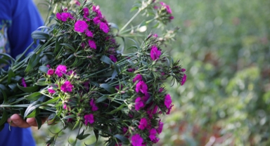 Çiçekçilerde hedef 180 milyon dolar 