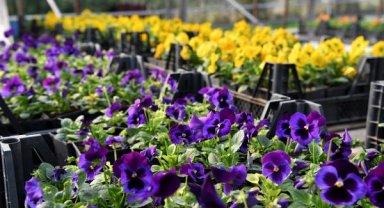 Hedef 300 bin çiçek