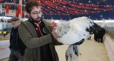 Horoz ırkları sergilendi