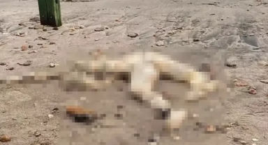 Kafası olmayan ceset bulundu