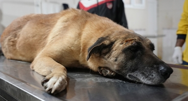Kamyonet çarpan engelli köpek tedavide