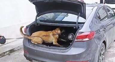 Narkotik köpeği bulmasın diye gres yağı sürdüler