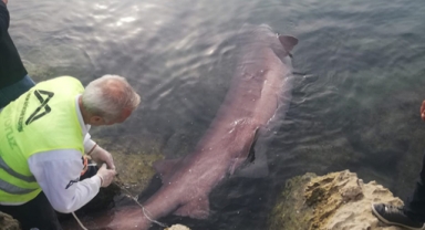 Ölü köpek balığı kıyıya vurdu