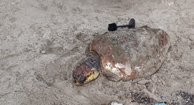 Sahilde yaralı caretta caretta bulundu