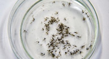 Havalar soğumadı Sivrisinek durmadı