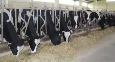 Süt sığırcılığında yetkili kurum oldu