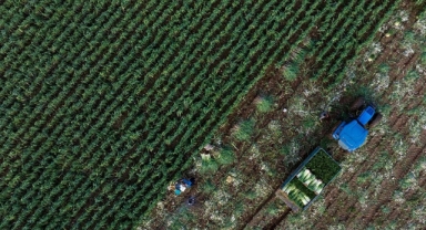 Tarım sektörü 2023 yılını rekor ihracatla tamamladı