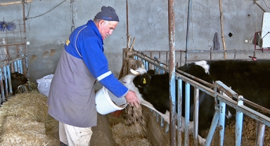 Üreticilere süt yemi desteği 