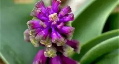 Yeni bitki türü keşfedildi