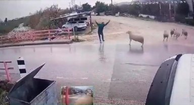 Yürürken koçun saldırısına uğradı 