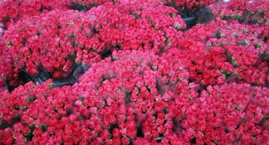 Avrupa’nın çiçeği yine Antalya’dan 