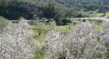 Badem ağaçları çiçek açtı