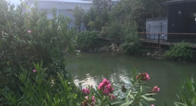 Bataklıkta düzenleme  