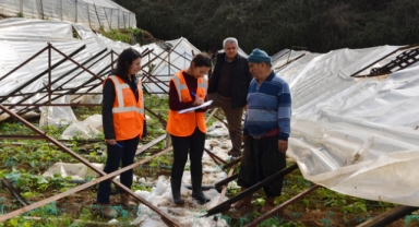 Büyükşehir, Alanyalı üreticilerin yaralarını sarıyor