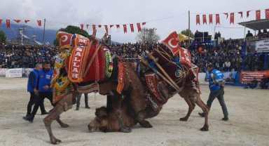 Geleneksel deve güreşleri yapıldı
