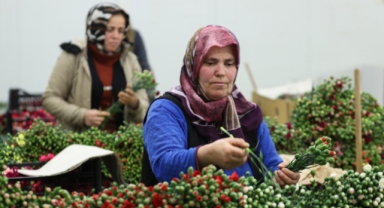 Dünyadaki sevgililere 70 milyon dal Türk çiçeği