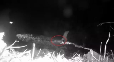 Fotokapana yakalanan 4 kaçak avcıya 345 bin TL ceza