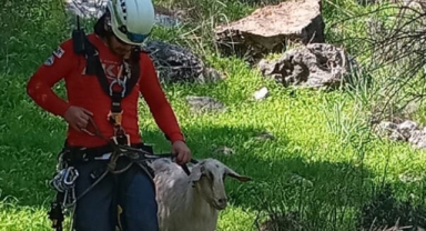 Keçi ile yavrusu kurtarıldı