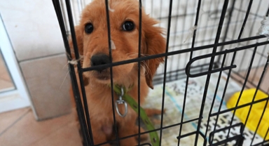 Kemer’de 229 hayvan kısırlaştırıldı 