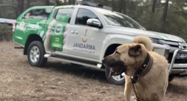 Köpek dövüştüren 22 kişi gözaltına alındı