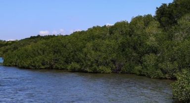 Papua Yeni Gine'de kabile çatışması: 53 ölü