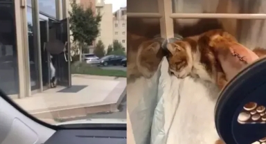 Sitede tekmelenen kedinin kaburgaları kırıldı