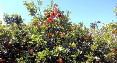 'Narenciyede pazar sorunu çözülmeli'