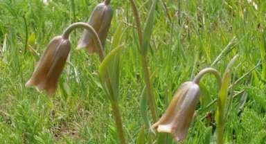 'Ters lale' korumaya alınacak