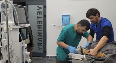 Yaralı caretta caretta kurtarıldı