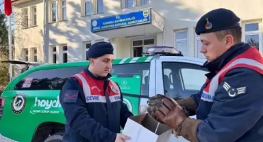 Yaralı kızıl şahin tedaviye alındı