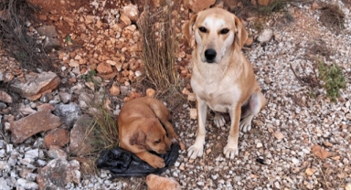 Yavru köpeklere işkence