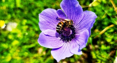Anemonlar çiçek açtı