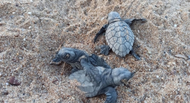 25 yılda 1.5 milyon Caretta