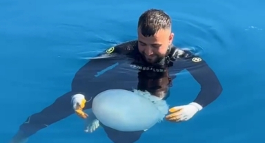 Denizanasıyla dans