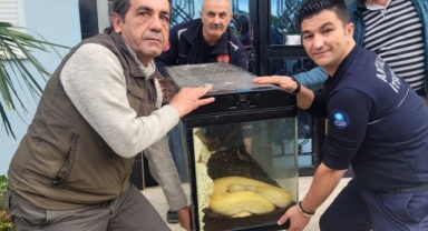 Girdiği dairede albino pitonla karşılaştı
