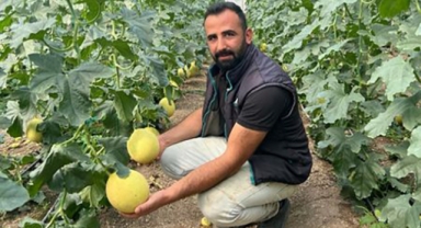 Kavun hasadı başladı