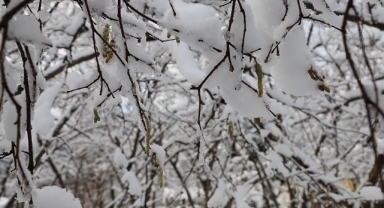 Meteoroloji uyardı! O bölgelerde zirai don tehlikesi