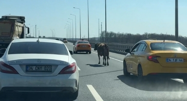 Sahibinden kaçan inek trafikte tehlike yarattı