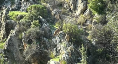Toros Dağları’ndaki yaban keçileri