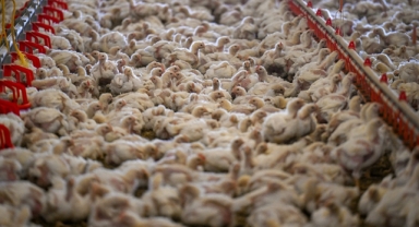 TÜİK: Ocakta yumurta ve tavuk eti üretimi arttı